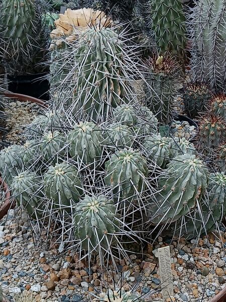 Fájl:Copiapoa dealbata.HL 01.jpg