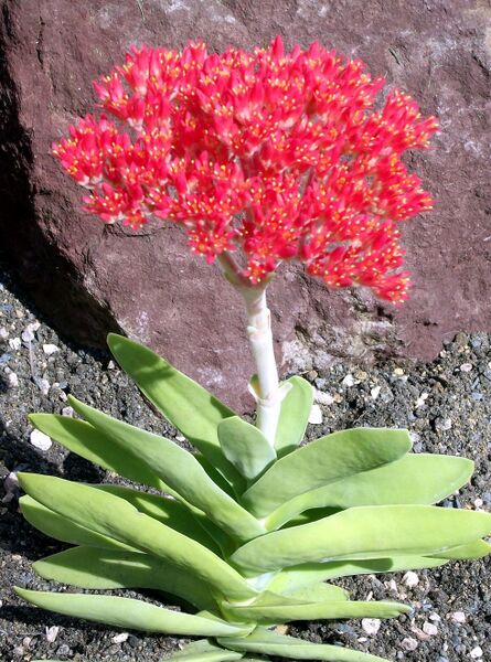 Fájl:Crassula perfoliata minor-000.jpg