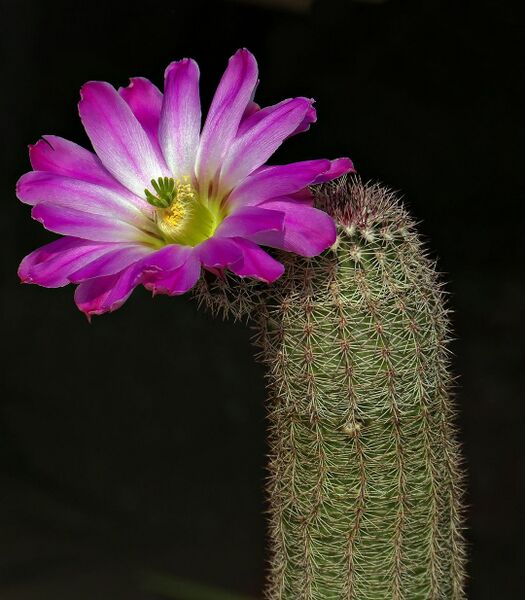 Fájl:Echinocereus sciurus subsp. floresii.SzigJ 02.jpg
