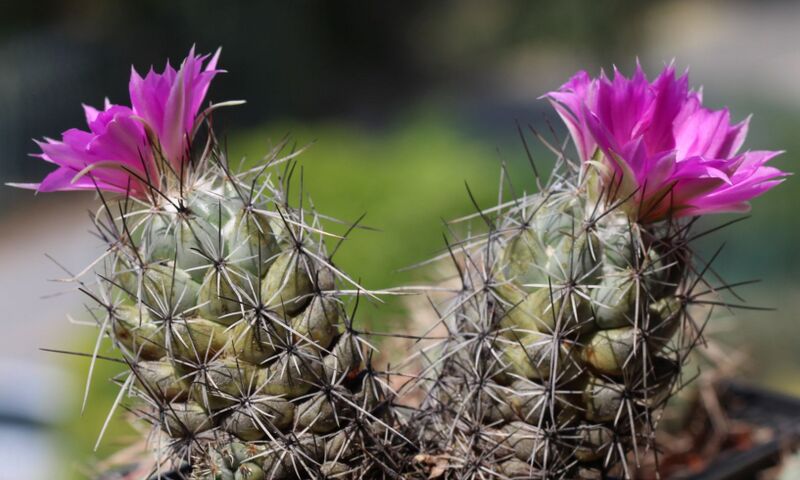 Fájl:Neolloydia matehualensis-003.jpg