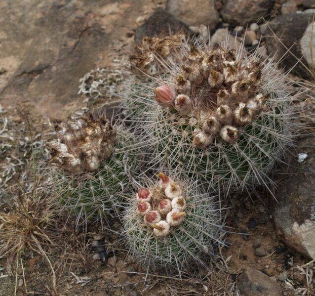 Fájl:Parodia fusca-001.jpg