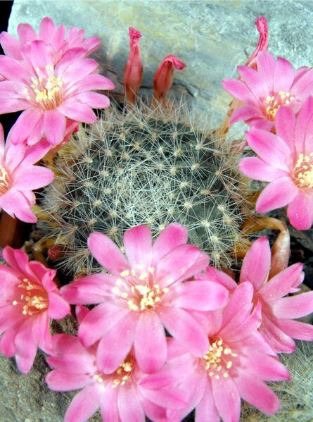 Fájl:Rebutia senilis lilacinorosea-0.jpg