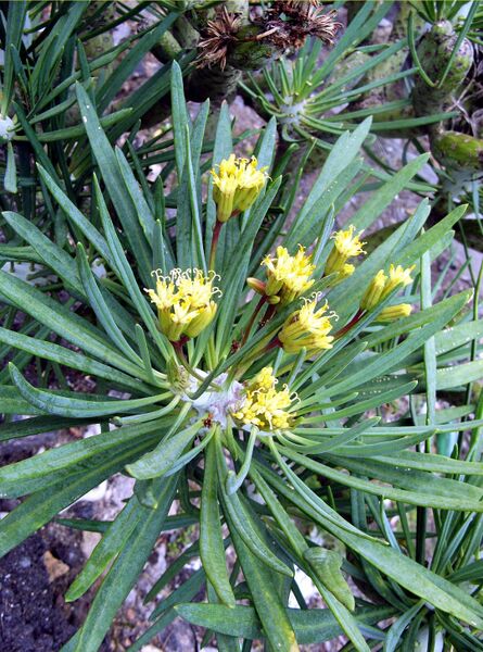 Fájl:Senecio kleinia 2 rész-0.jpg