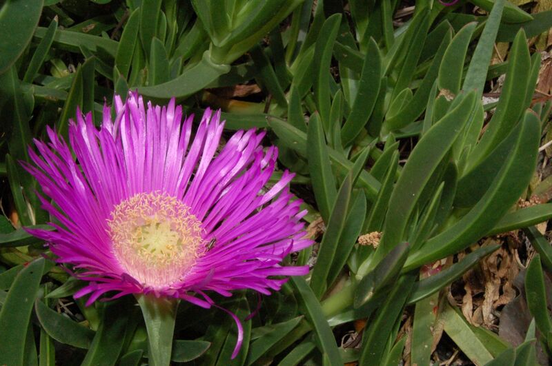 Fájl:Carpobrotus acinaciformis 1-002.jpg