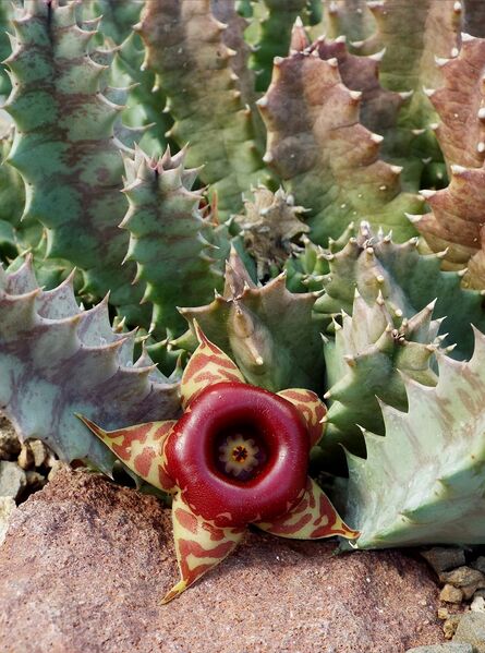 Fájl:Huernia insigniflora-000.jpg