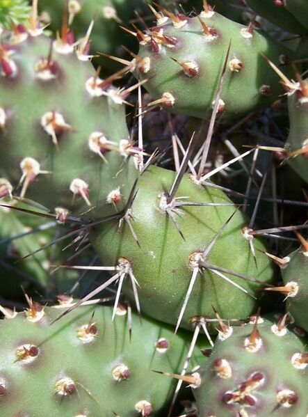 Fájl:Opuntia fragilis-1.jpg