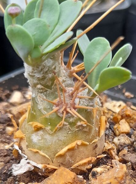 Fájl:Othonna euphorbioides.JCs 02.jpg