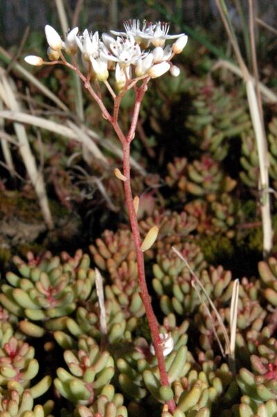 Fájl:Sedum album-1.jpg