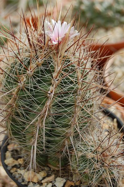 Fájl:Thelocactus lausseri.jpg