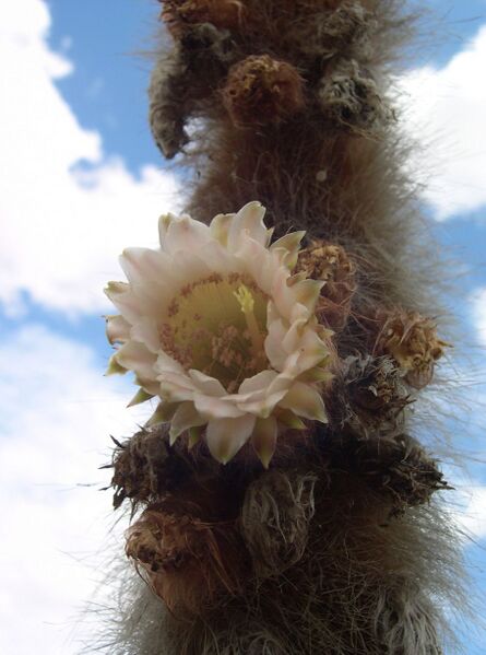 Fájl:Espostoa guentheri-000.jpg