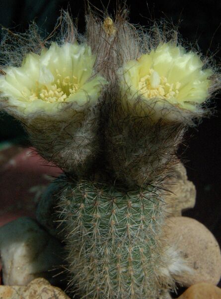 Fájl:Frailea gracillima horstii-000.jpg