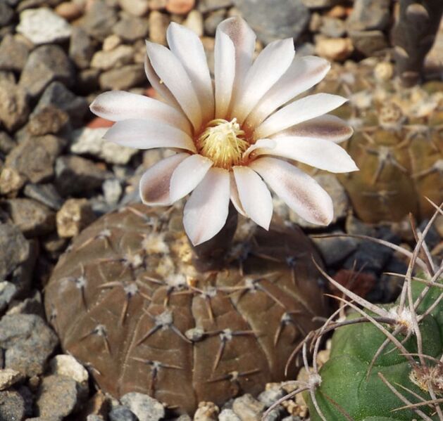 Fájl:Gymnocalycium bodenbenderianum platygonum-001.jpg