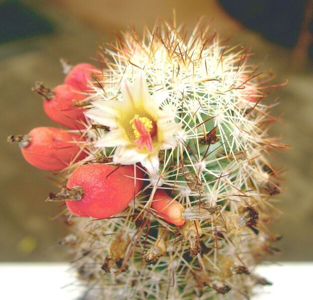 Fájl:Mammillaria armillata-2.jpg