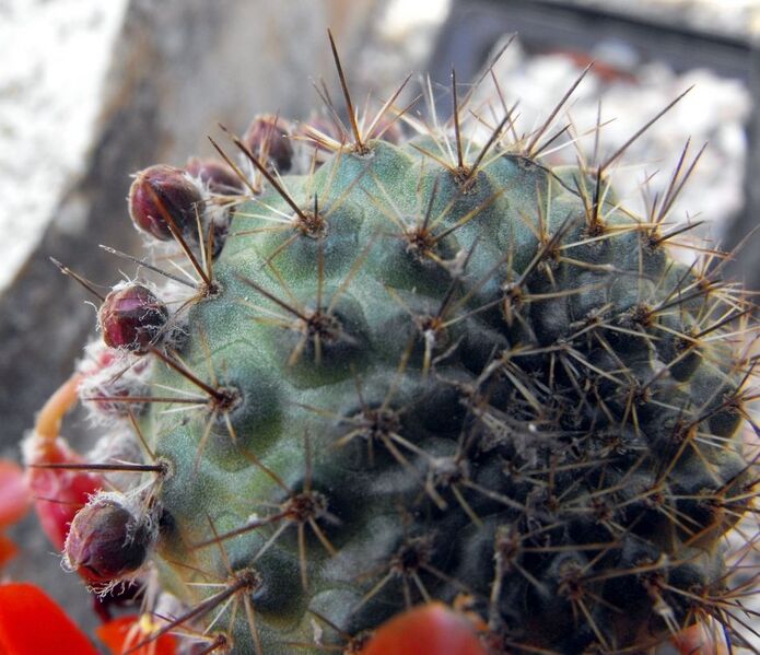 Fájl:Rebutia fiebrigii (cajasensis)-2.jpg