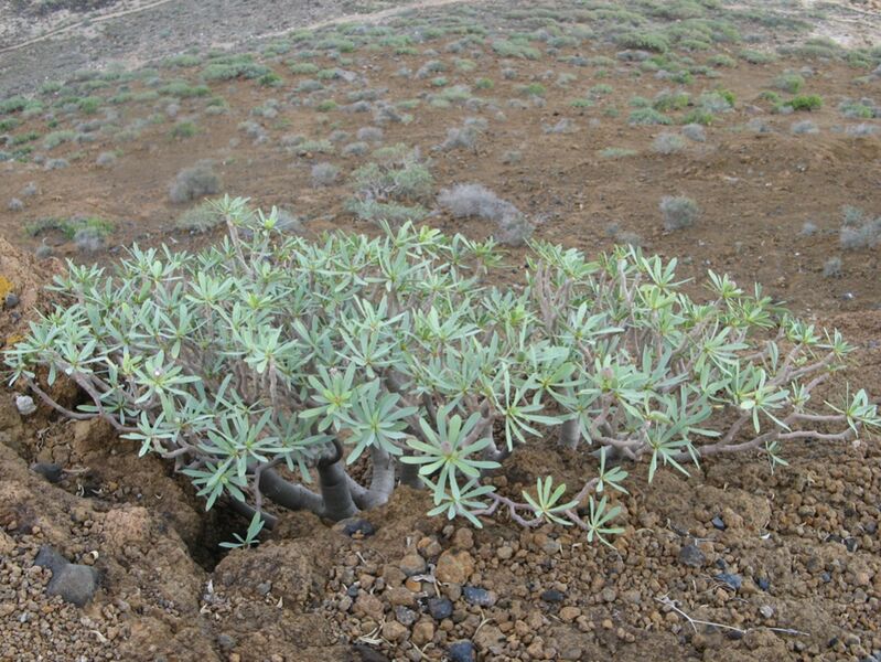Fájl:Euphorbia balsamifera 1-004.jpg