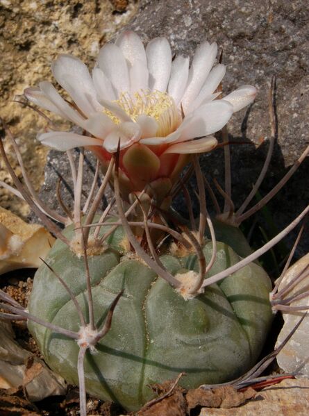 Fájl:Gymnocalycium spegazzinii cardenasianaum02-001.jpg