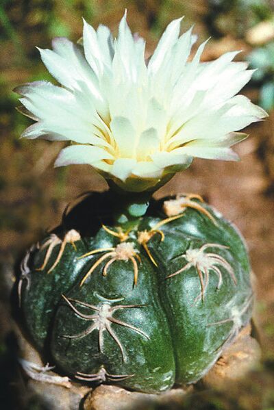 Fájl:Pozsgáslap 086-001.jpg