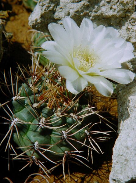 Fájl:Gymnocalycium gibbosum -000.jpg