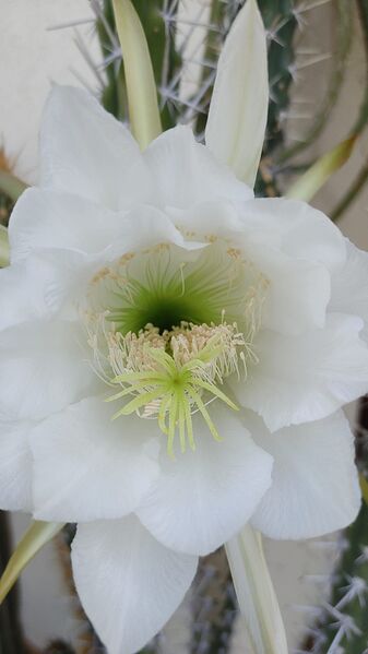 Fájl:Harrisia tetracantha.RZ 03.jpg