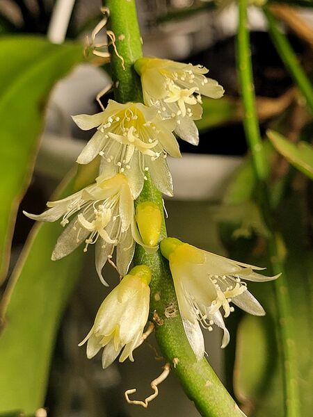 Fájl:Lepismium lumbricoides.VZs 02.jpg