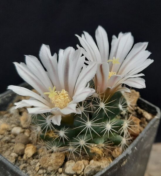 Fájl:Mammillaria coahuilensis.JCs 01.jpg