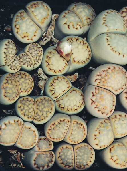 Fájl:Pozsgáslap 059-000.jpg