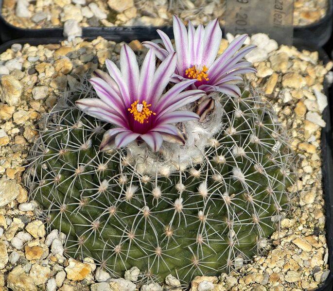 Fájl:T. saueri subsp. gonzalezi.SzJ 01.jpg