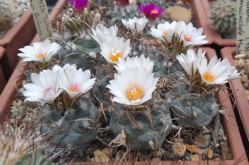 Fájl:Turbinicarpus schmiedickeanus subsp. macrochele.JCs 01.jpg