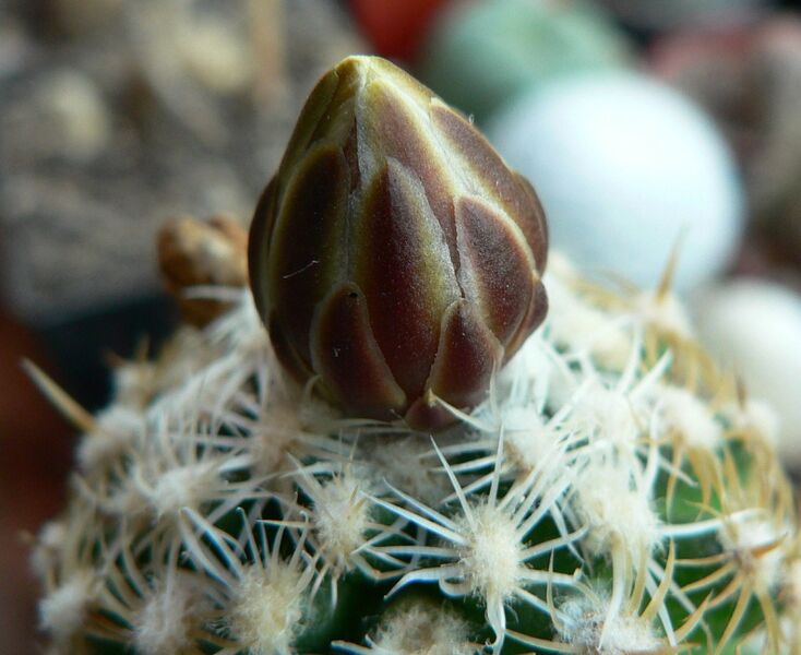 Fájl:Pediocactus bradyi-001.jpg