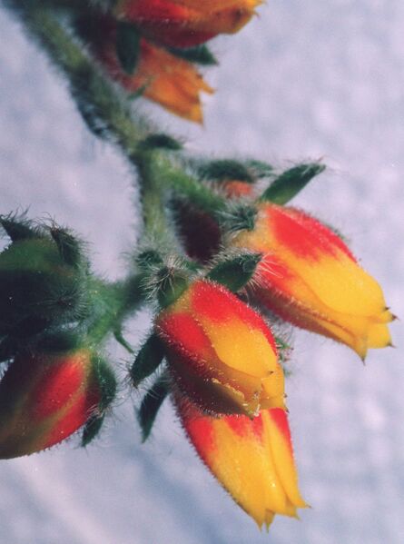 Fájl:Pozsgáslap 053-000.jpg