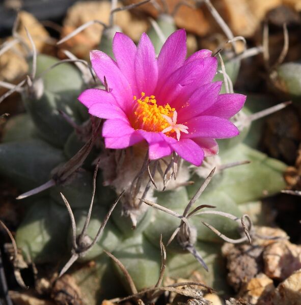 Fájl:Turbinicarpus nikolae-002.jpg