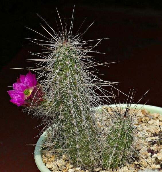 Fájl:Echinocereus parkeri gonzalezii DU55.SzJ 01.jpg
