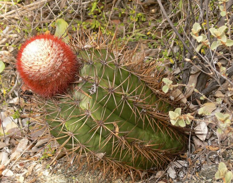Fájl:Melocactus acunae RBK 18.1.jpg