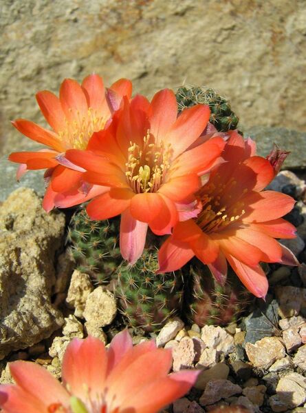 Fájl:Rebutia pygmaea-0.jpg
