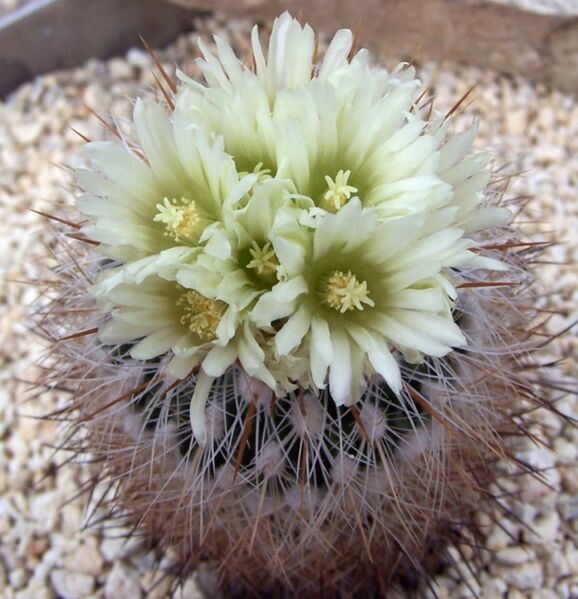 Fájl:Stenocactus vaupelianus-1.jpg