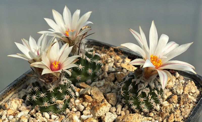 Fájl:Turbinicarpus gracilis.SzJ 03.jpg
