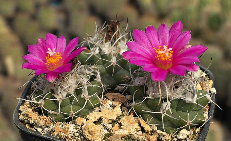 Fájl:Turbinicarpus nikolae VM1074.SzJ 01.jpg