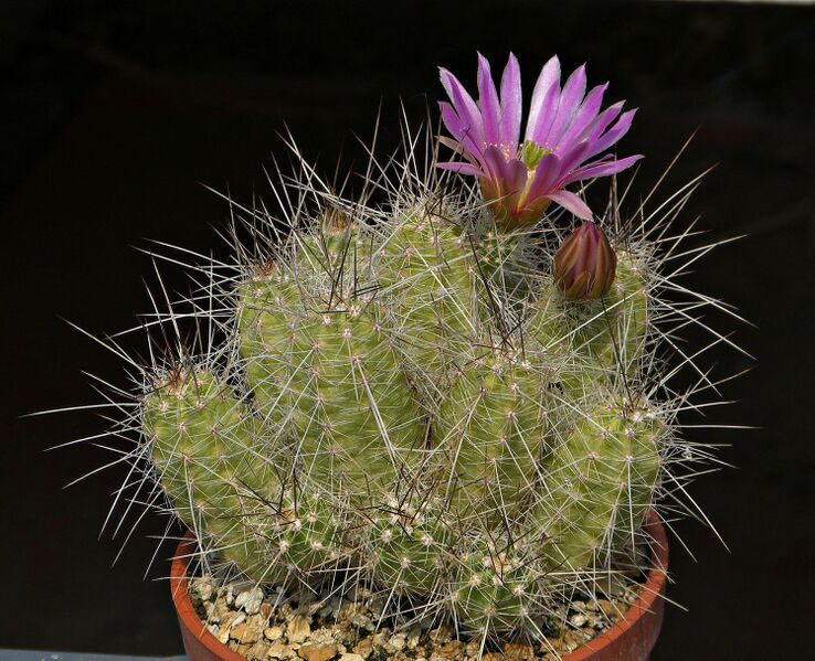 Fájl:Echinocereus parkeri P367.SzJ 01.jpg