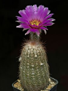 TSzigetvári József