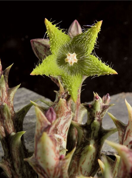 Fájl:Orbea dummeri-0.jpg