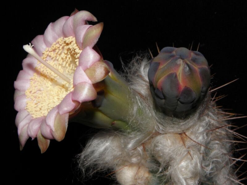 Fájl:Pilosocereus leucocephalus-001.jpg