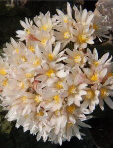 Fotó: Papp László