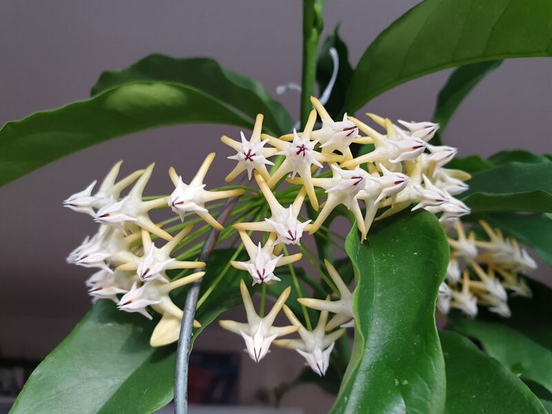 Fájl:Hoya multiflora.NyG 01.jpg
