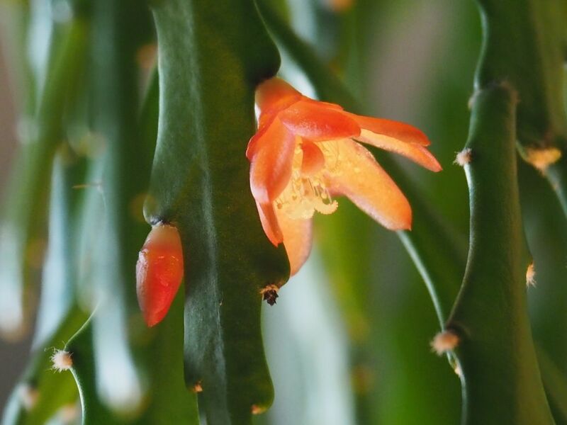 Fájl:Pfeiffera asuntapatensis.VZs 02.jpg