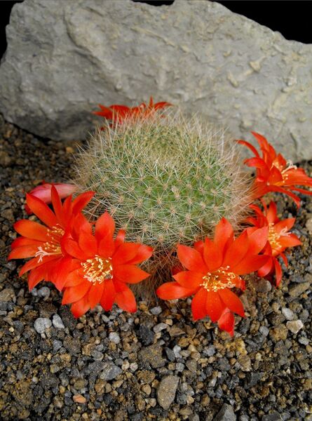 Fájl:Rebutia minuscula senilis-0.jpg