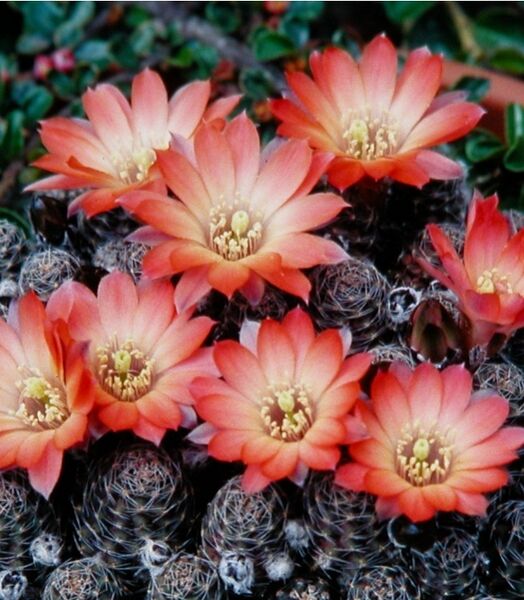 Fájl:Rebutia pygmaea-3.jpg