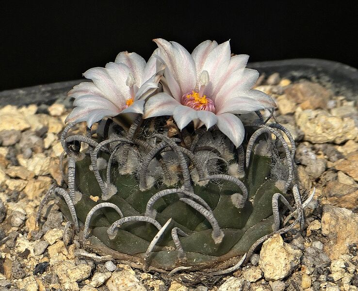 Fájl:Turbinicarpus sanchezi-mejoradae VM721.SzJ 02.jpg