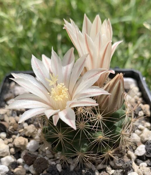 Fájl:Mammillaria coahuilensis.BE 01.jpg
