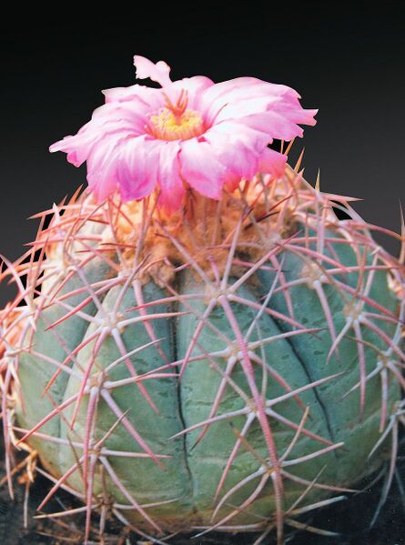 Fájl:Pozsgáslap 041-000.jpg