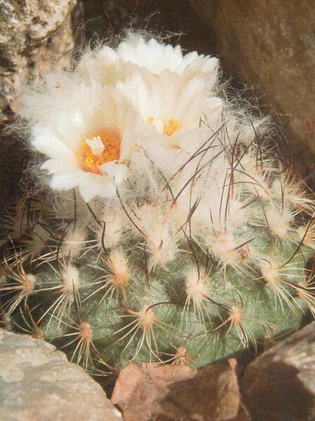 Fájl:Pozsgaslap Turbinicarpus saueri-001.jpg